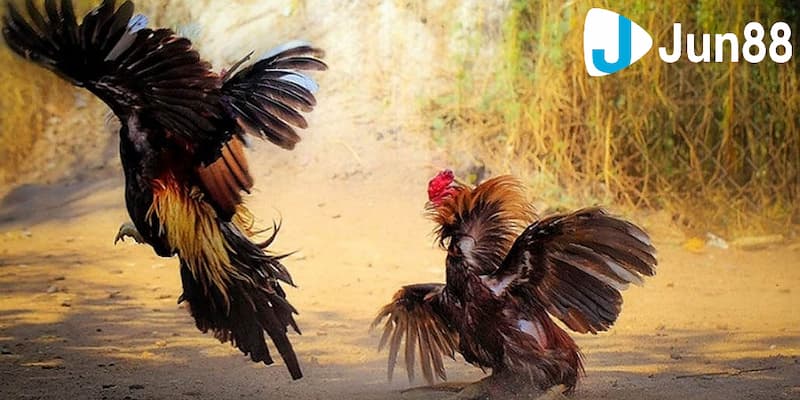 Đá gà trực tuyến là gì?