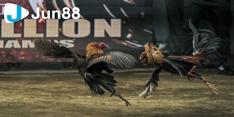 Quy tắc chơi cá cược đá gà trực tuyến