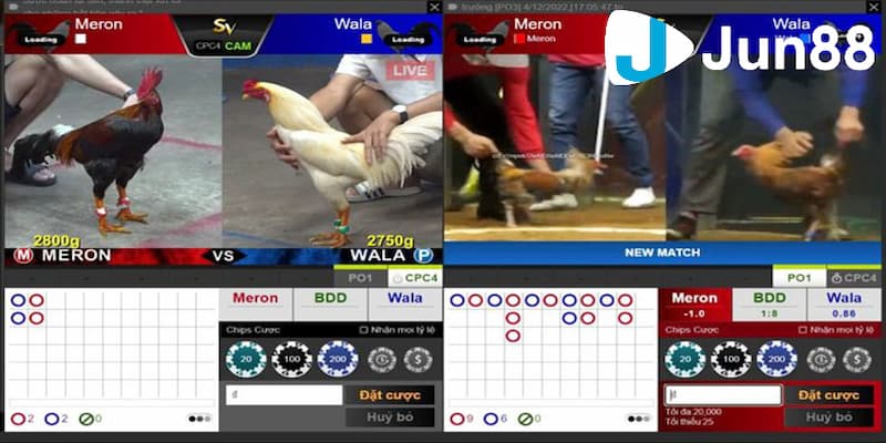 Kinh nghiệm cá cược đá gà trực tuyến chuẩn xác