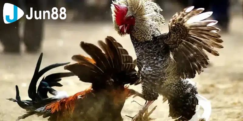 Kèo đá gà là gì?