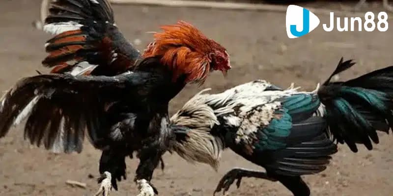 Cập nhật các kèo đá gà cơ bản để tham gia cá cược chuẩn xác 3 Cập nhật các kèo đá gà phổ biến nhất