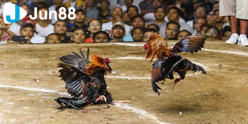 Cập nhật các kèo đá gà cơ bản để tham gia cá cược chuẩn xác 4 Lưu ý khi đặt cược các kèo đá gà