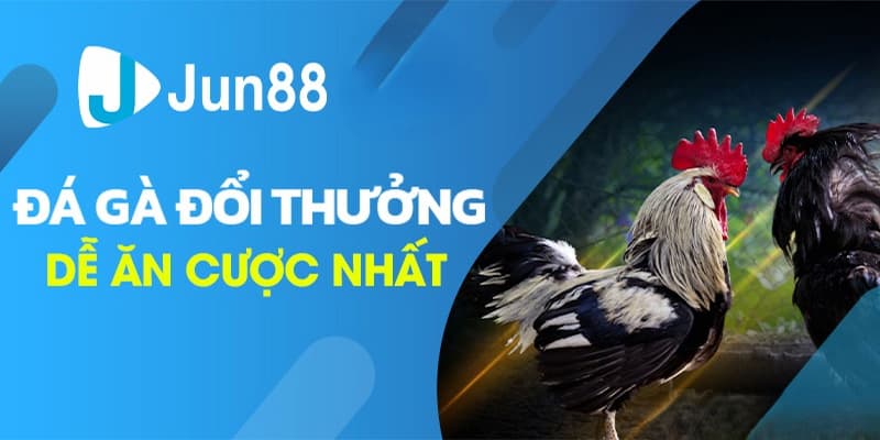 Khám phá trò chơi đá gà