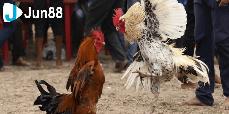 Kinh nghiệm chơi game đá gà cực hấp dẫn