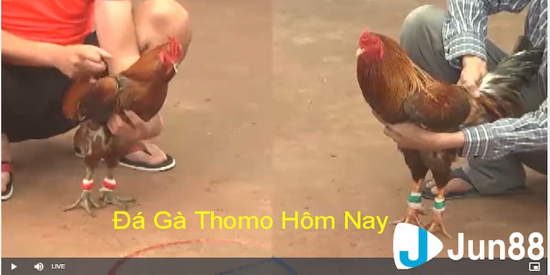 Vì sao đá gà cựa sắt Campuchia thu hút người chơi?