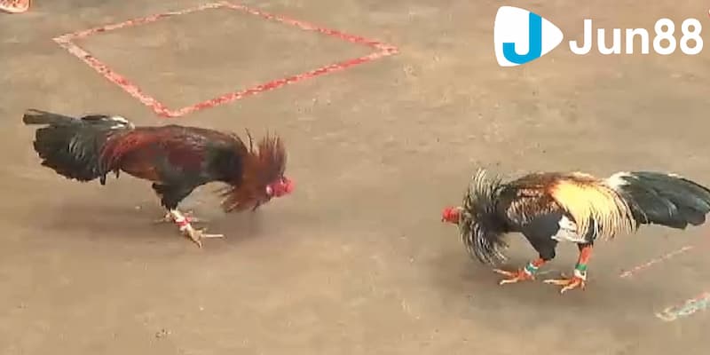 Mách bạn địa chỉ chơi đá gà cựa sắt Campuchia cực hot 3 Cách chơi đá gà cựa sắt Campuchia