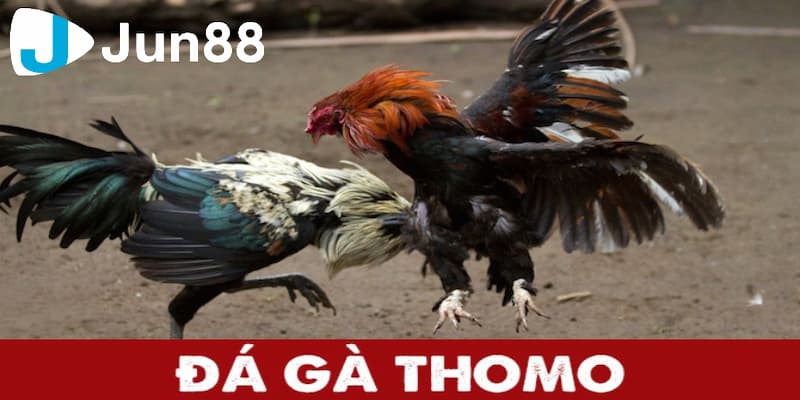 Giới thiệu về đá gà Thomo