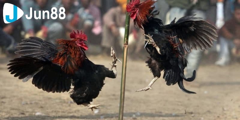 Luật đá gà Thomo: Thông tin cơ bản để người chơi cá cược 3 Luật đá gà Thomo cơ bản cho người mới