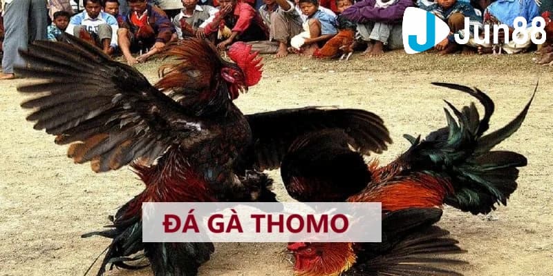 Luật đá gà Thomo: Thông tin cơ bản để người chơi cá cược 4 Quy tắc cần thiết khi hiểu luật đá gà Thomo