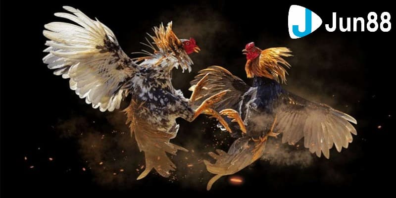 Trực tiếp đá gà cựa dao: Sức hút và tỷ lệ thắng thua 2 Giới thiệu cơ bản về hình thức đá gà cựa dao