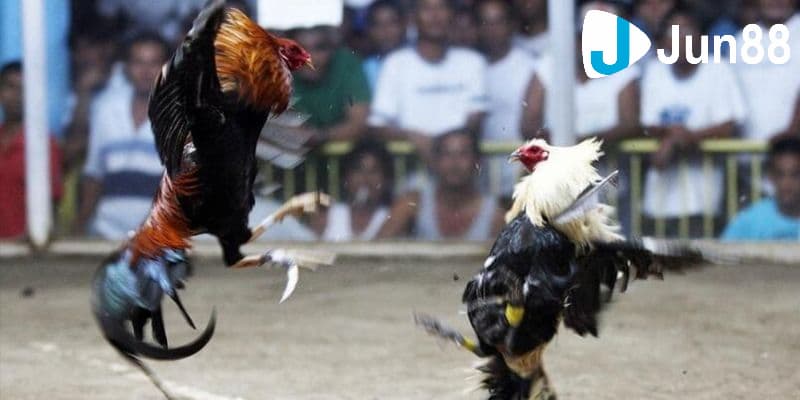 Trực tiếp đá gà cựa dao: Sức hút và tỷ lệ thắng thua 3 Các điểm thu hút trong trực tiếp đá gà cựa dao