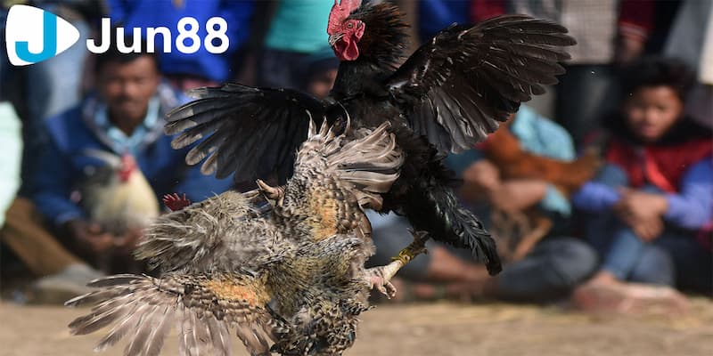 Trực tiếp đá gà cựa dao: Sức hút và tỷ lệ thắng thua 4 Tỷ lệ thắng thua trong trực tiếp đá gà cựa dao