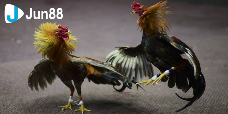 Các lưu ý khi chơi đá gà cựa dao