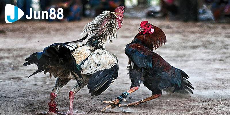 Sức hút của hình thức đá gà cựa dao