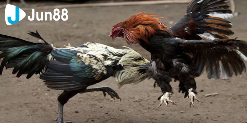 Các chiến kê trong đá gà cực dao đã được huấn luyện từ khi rất nhỏ