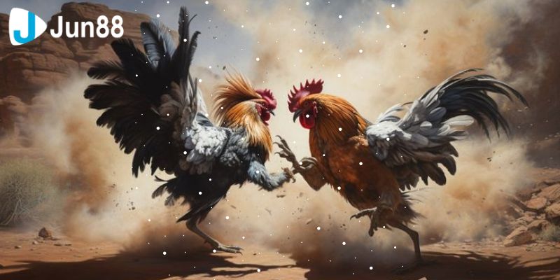 Vai trò của nhà cái trong hình thức đá gà VSS388