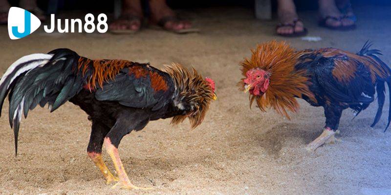 Các chiến kê trong đá gà cựa sắt được huấn luyện kỹ càng