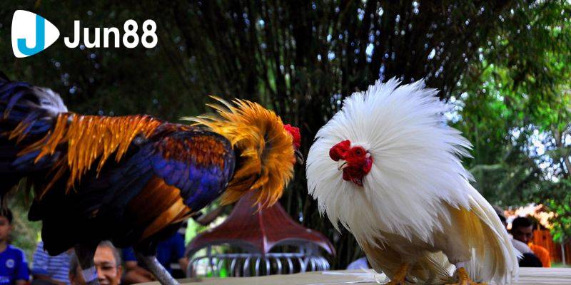 Đá gà cựa sắt đã có lịch sử kéo dài hàng trăm năm