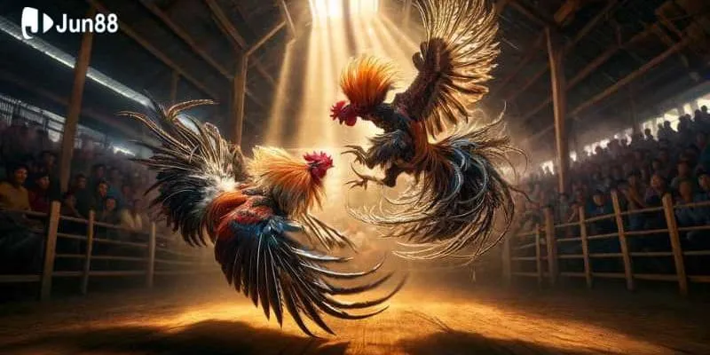 Xem trực tiếp các trận đấu gà