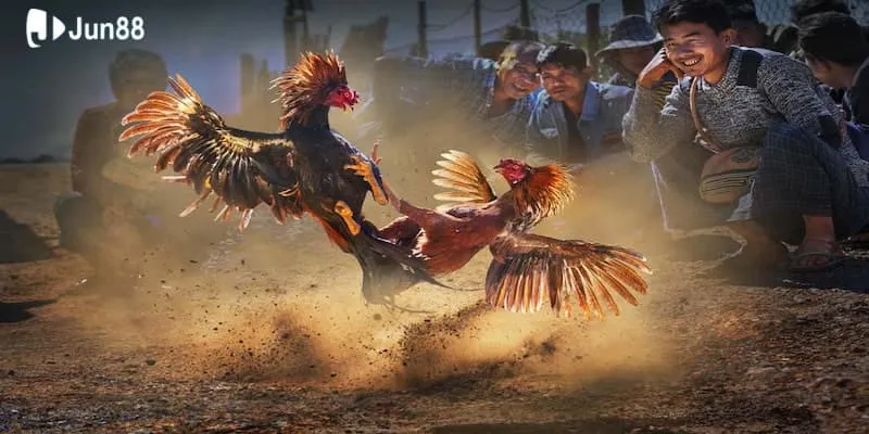  Cách chơi đá gà online