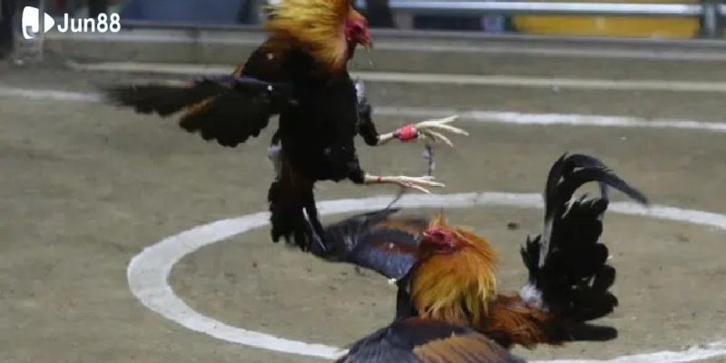 cac-hinh-thuc-cuoc-trong-da-ga-truc-tiep-casino