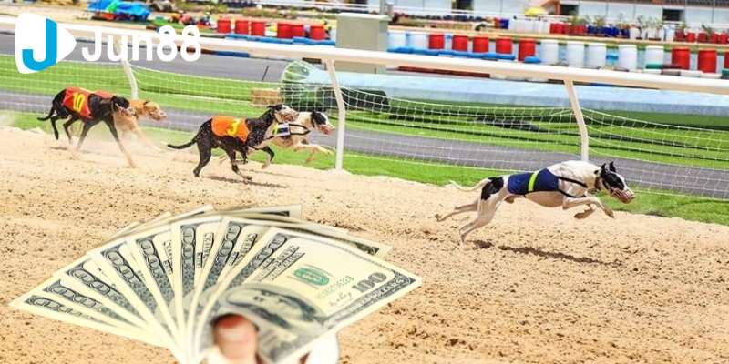 Cá cược đua chó