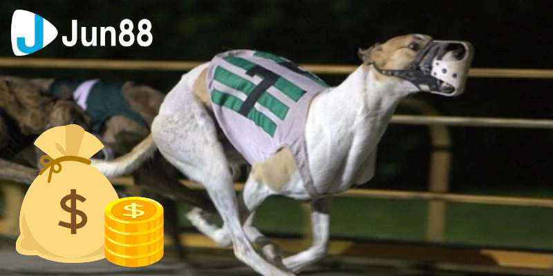 Cá cược đua chó