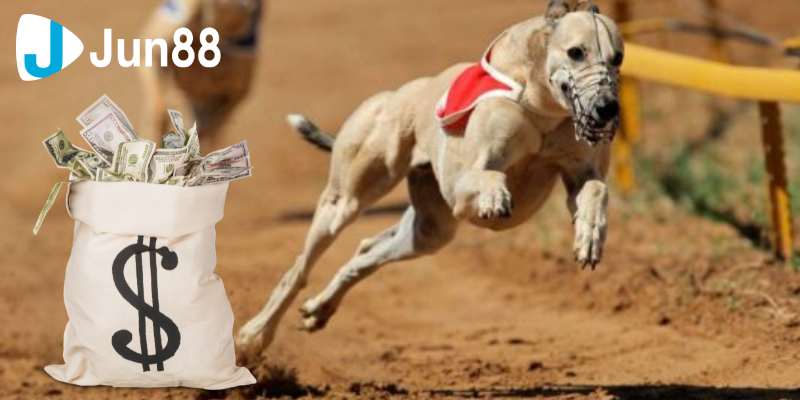 Cá cược đua chó