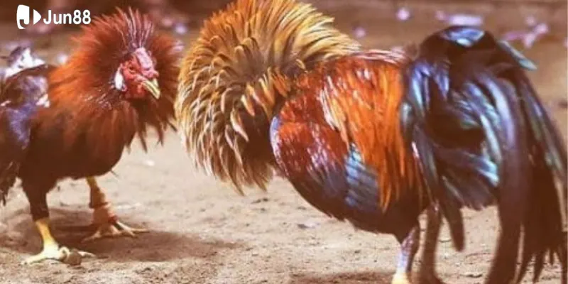 video-phat-song-co-chat-luong-net-cang-khong-he-mo-nhoe