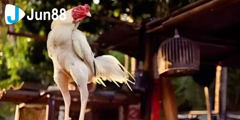 Chơi Cược Đá Gà Đòn Và Những Điều Cần Lưu Ý Khi Tham Gia 2 Đá gà đòn