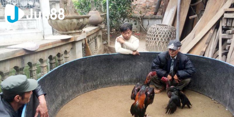 Chơi Cược Đá Gà Đòn Và Những Điều Cần Lưu Ý Khi Tham Gia 3 Đá gà đòn