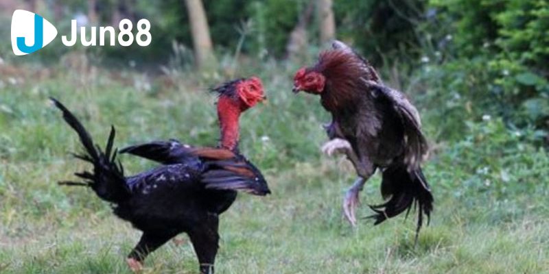 Chơi Cược Đá Gà Đòn Và Những Điều Cần Lưu Ý Khi Tham Gia 4 Đá gà đòn