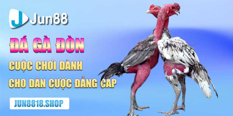 Chơi Cược Đá Gà Đòn Và Những Điều Cần Lưu Ý Khi Tham Gia 1 da ga don cuoc choi danh cho dan cuoc dang cap
