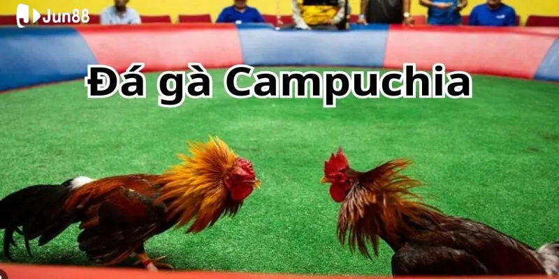 da-ga-truc-tiep-campuchia-la-hinh-thuc-giai-tri-hap-dan-cua-jun88