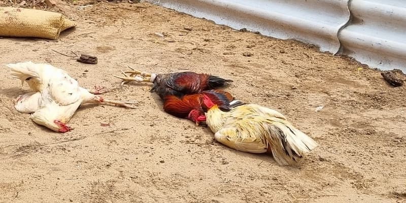 Sơ lược về Đá gà thomo