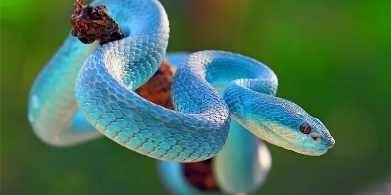 Mơ thấy rắn đang tấn công một ai đó