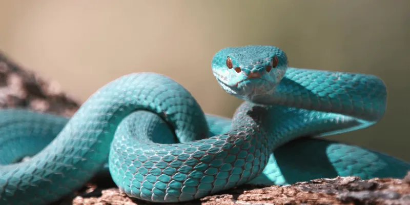 Các con số nên đánh khi mơ thấy rắn