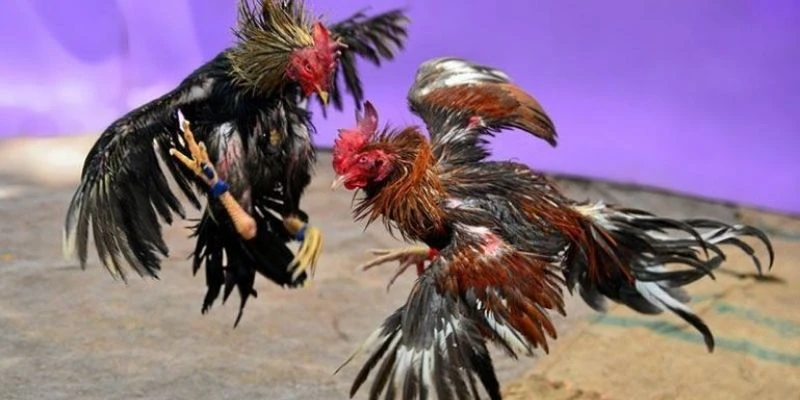 Tổng hợp các loại kèo đá gà thường gặp