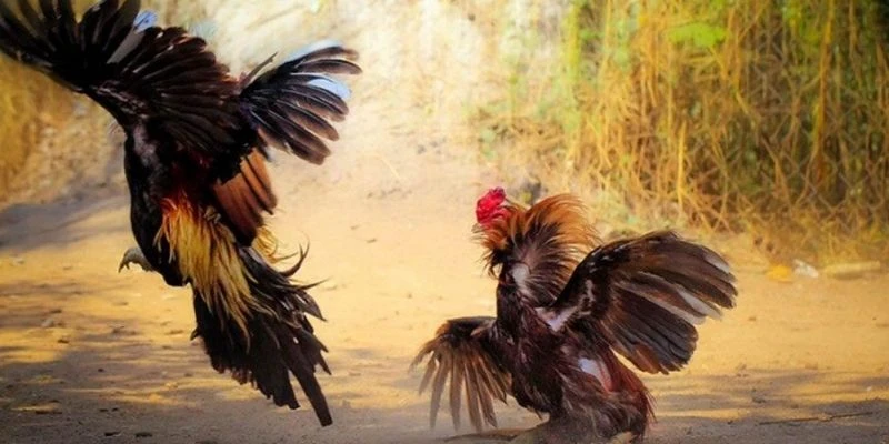 Cách phân tích gà chiến trước trận đấu