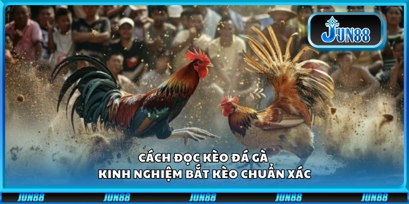 Cách đọc kèo đá gà - Kinh nghiệm bắt kèo chuẩn xác