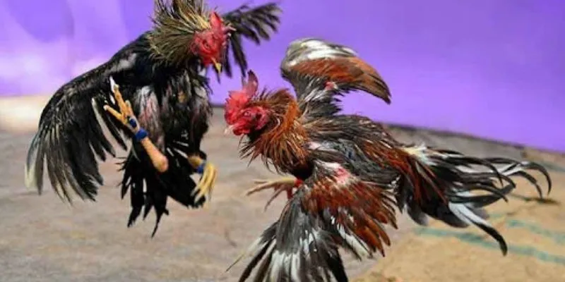 Mẹo chọn chiến kê mạnh - Bí quyết từ cao thủ đá gà 2 Khám phá tiêu chí chọn chiến kê mạnh