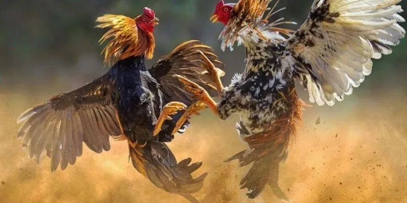 Mẹo chọn chiến kê mạnh - Bí quyết từ cao thủ đá gà 3 Khám phá cách đánh giá chiến kê từ cao thủ