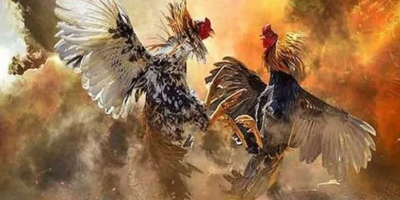 Mẹo chọn chiến kê mạnh - Bí quyết từ cao thủ đá gà 4 Mẹo chọn chiến kê mạnh hiệu quả từ cao thủ