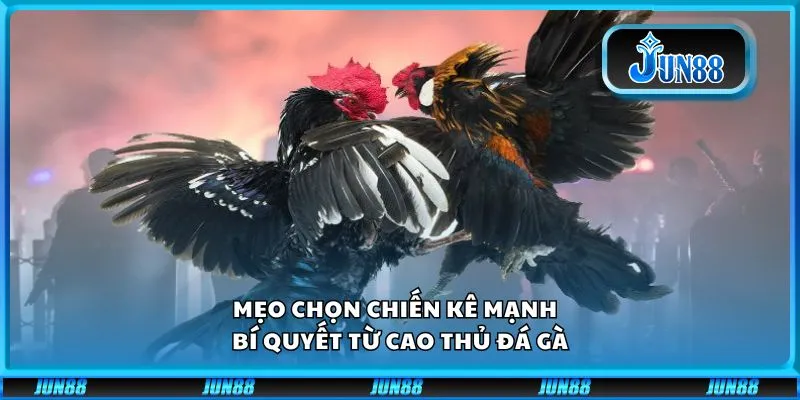 Mẹo chọn chiến kê mạnh - Bí quyết từ cao thủ đá gà