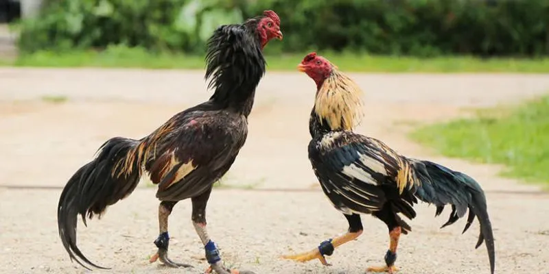 Những sai lầm nào cần tránh khi áp dụng mẹo đá gà hiệu quả  