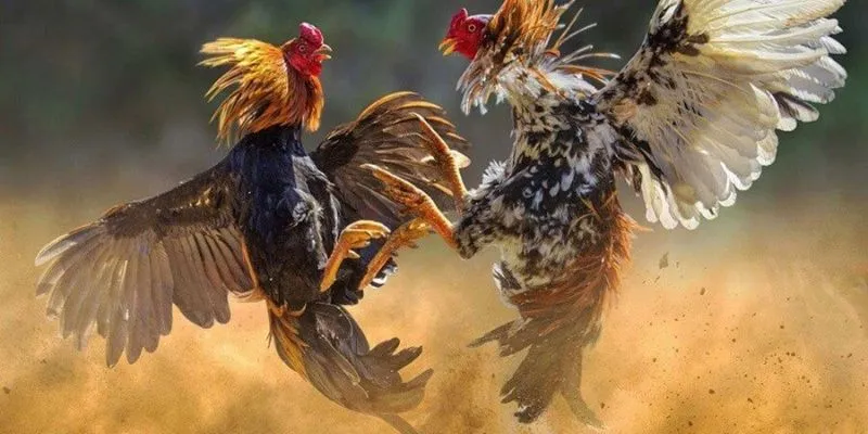 Mẹo đặt cược đá gà hiệu quả nên áp dụng