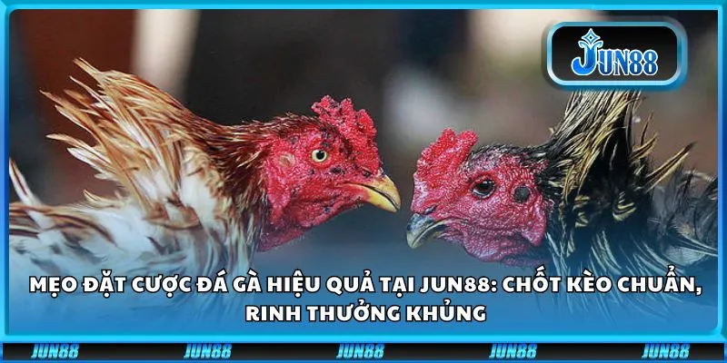 Mẹo đặt cược đá gà hiệu quả tại Jun88: Chốt kèo chuẩn, rinh thưởng khủng
